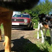 Dansk svensk gaardhund Bimmer