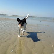 Dansk svensk gaardhund Bimmer