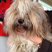 Tibetansk terrier Cospa