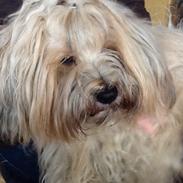 Tibetansk terrier Cospa