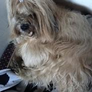 Tibetansk terrier Cospa