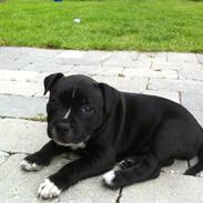 Staffordshire bull terrier Oscar