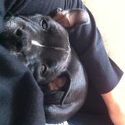 Staffordshire bull terrier Oscar