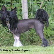 Chinese crested hårløs Nova