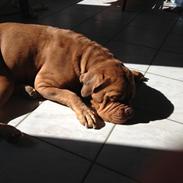 Dogue de bordeaux Iris
