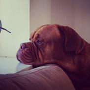 Dogue de bordeaux Iris
