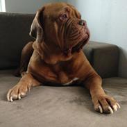 Dogue de bordeaux Iris