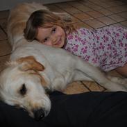 Golden retriever Silke