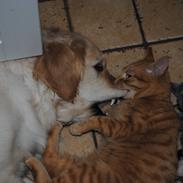 Golden retriever Silke