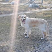Golden retriever Silke