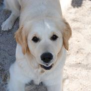 Golden retriever Silke