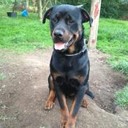 Rottweiler Kovo