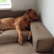 Dogue de bordeaux Iris