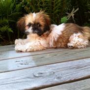 Shih tzu Baloo