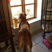 Dogue de bordeaux Iris