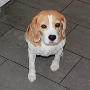 Beagle Malou