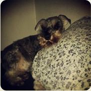 Dvaergschnauzer Helnar's Pink Panther