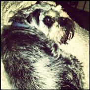 Dvaergschnauzer Helnar's Pink Panther