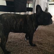 Fransk bulldog Hugo