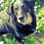 Blanding af racer Lisa