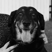 Blanding af racer Lisa