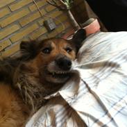 Blanding af racer Mille