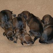 Gravhund Lajtinen's Yade Zafira