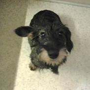 Gravhund Lajtinen's Yade Zafira