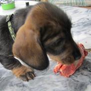 Gravhund Lajtinen's Yade Zafira