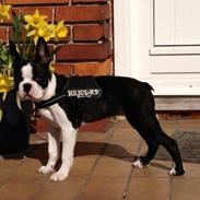 Boston terrier Luna