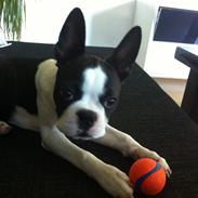 Boston terrier Luna