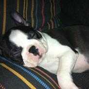 Boston terrier Luna