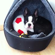 Boston terrier Luna
