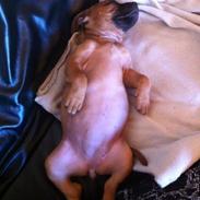 Staffordshire bull terrier Disha