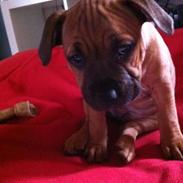 Staffordshire bull terrier Disha