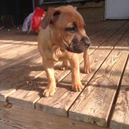 Staffordshire bull terrier Disha