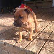 Staffordshire bull terrier Disha