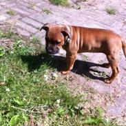 Staffordshire bull terrier Disha