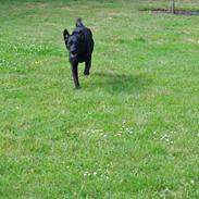 Labrador retriever Baxi