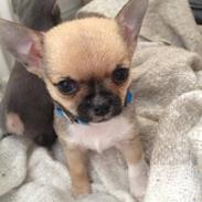 Chihuahua Teemo