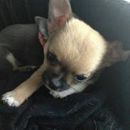 Chihuahua Teemo