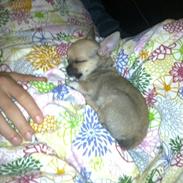 Chihuahua Teemo