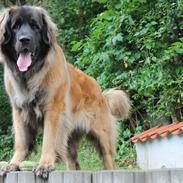 Leonberger Maggie