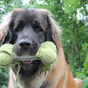 Leonberger Maggie