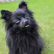 Pomeranian Louis