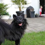 Pomeranian Louis