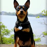 Dvaergpinscher Chico