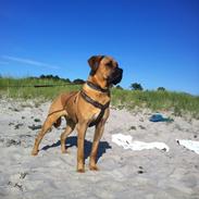 Blanding af racer Tiko