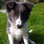 Border collie Molly