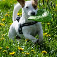 Jack russell terrier Kajsenborg's Jack Sparrow